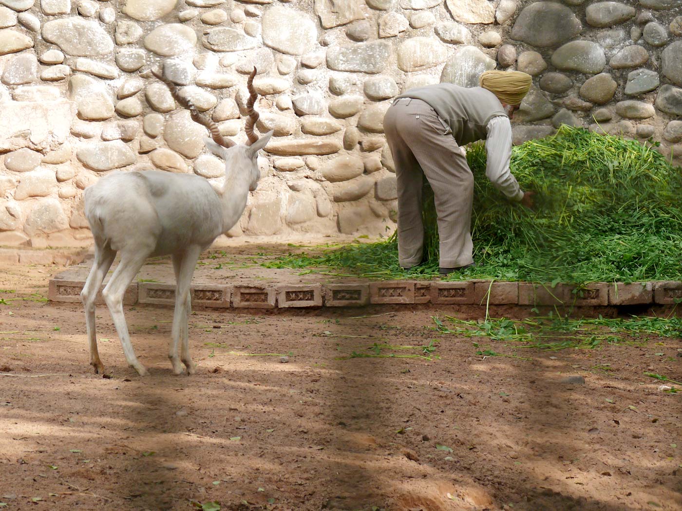 Might as well paint a bulls eye on his behind, copyright Picturejockey : Navin Harish 2005-2013