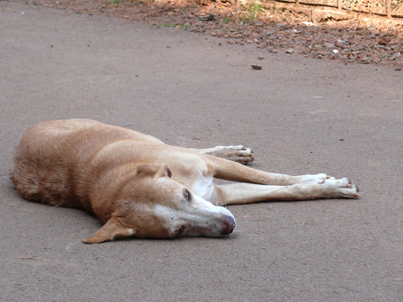 No, I don't have to go to workin Goa, copyright Picturejockey : Navin Harish 2005-2009