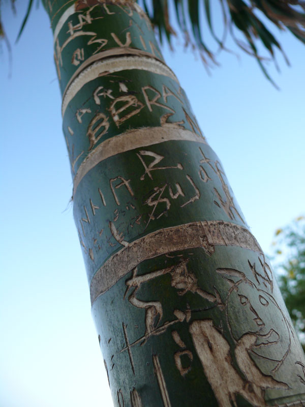 A tree at Dona Paula with engravings on it, copyright Picturejockey : Navin Harish 2005-2009