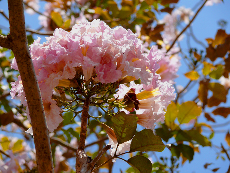 Pink flowers at Bom Jesus Church, copyright Picturejockey : Navin Harish 2005-2009