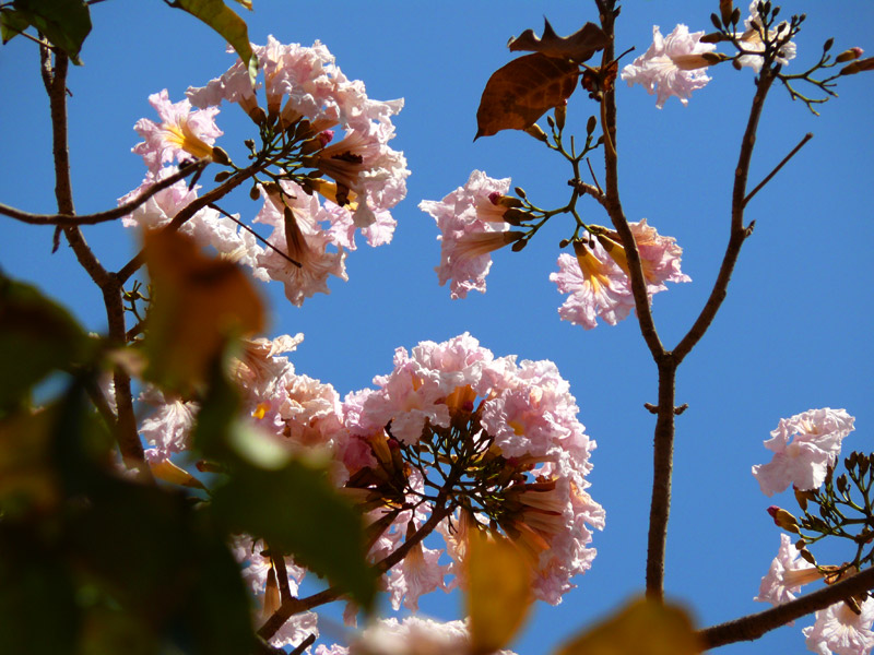 Pink Flowers at Bom Jesus Church, copyright Picturejockey : Navin Harish 2005-2009