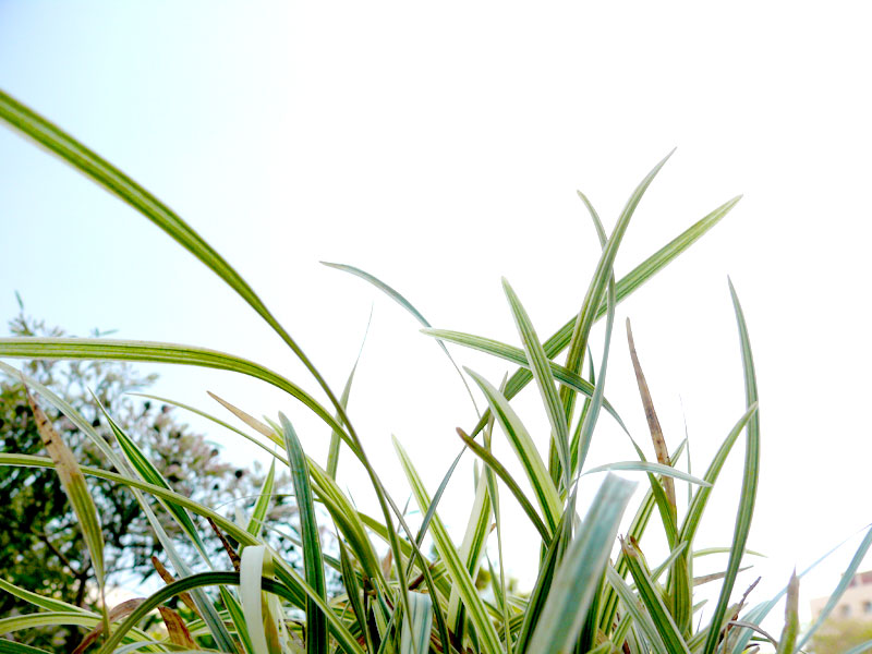Grass in the Ginger Hotel Lawn, copyright Picturejockey : Navin Harish 2005-2009