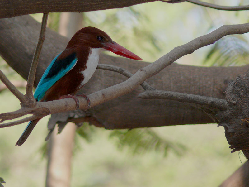 A kingfisher in Panjim, Goa, copyright Picturejockey : Navin Harish 2005-2009