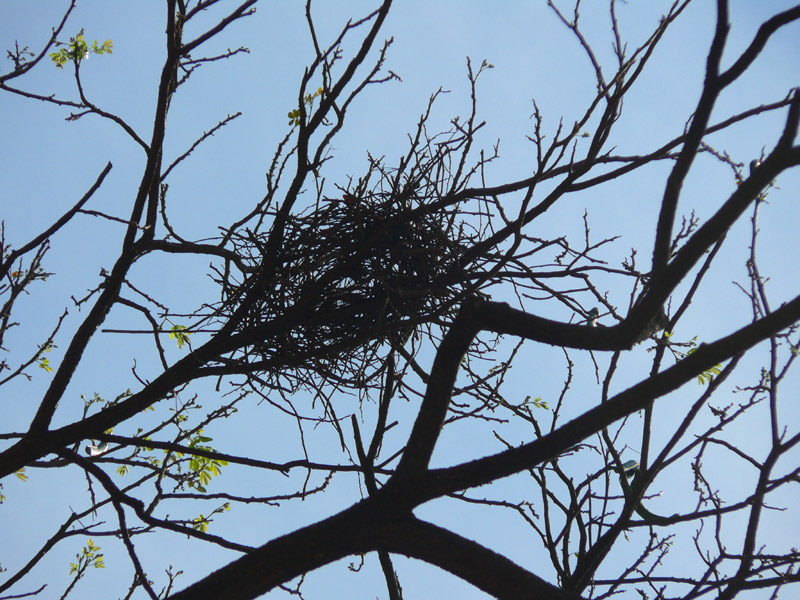 A nest on a bare tree at Bom Jesus Church, Goa, copyright Picturejockey : Navin Harish 2005-2009