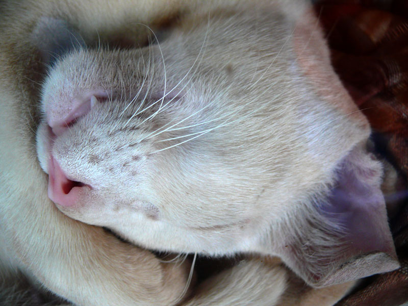 A cat sleeping in the window of a restaurant in Madgaon , copyright Picturejockey : Navin Harish 2005-2009