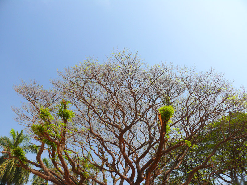 An image of a tree at Bom Jesus Church, Goa, copyright Picturejockey : Navin Harish 2005-2009