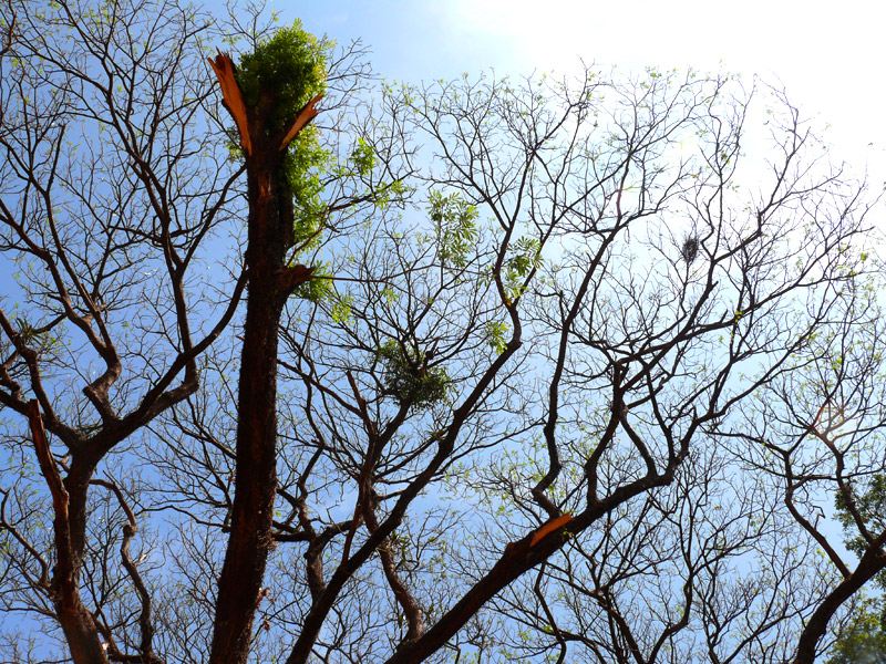 An image of a tree at Bom Jesus Church, Goa, copyright Picturejockey : Navin Harish 2005-2009