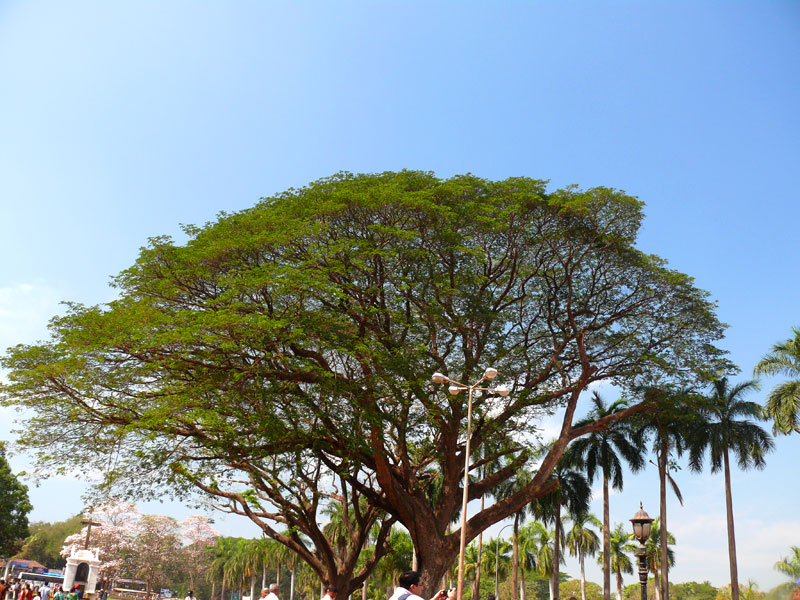 An image of a tree at Bom Jesus Church, Goa, copyright Picturejockey : Navin Harish 2005-2009
