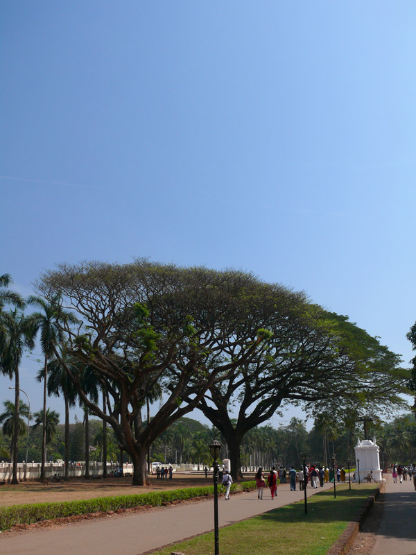 An image of a tree at Bom Jesus Church, Goa, copyright Picturejockey : Navin Harish 2005-2009
