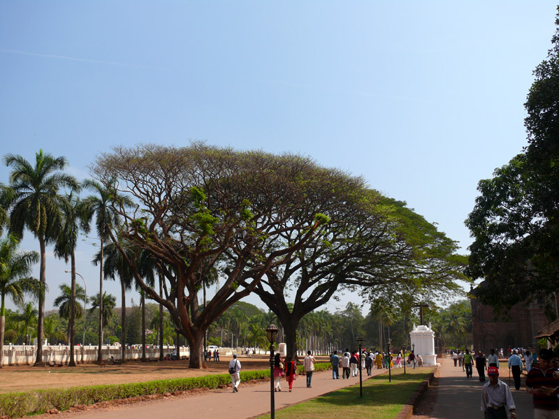 An image of a tree at Bom Jesus Church, Goa, copyright Picturejockey : Navin Harish 2005-2009