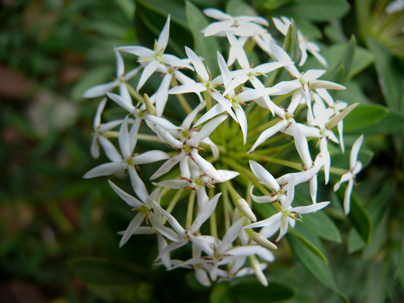 White flowers in the lawn of Ginger Hotel, Goa, copyright Picturejockey : Navin Harish 2005-2009