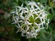 White flowers