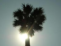 Palm Tree on SEEPZ road
