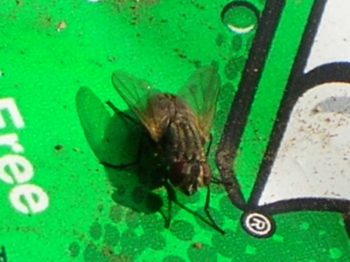 A fly on a bootle of 7up.