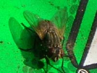 Fly on a 7up bottle