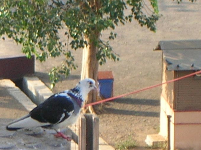 A picture of a pigeon on the window of one of our neighbours. Photographed by Mira due to his unique look.