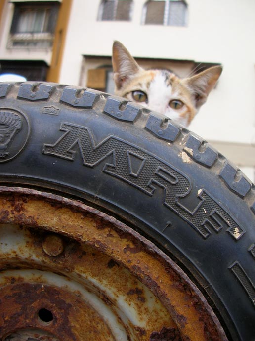 Tyre with muscle and a kitten