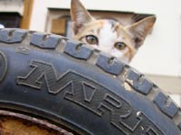 Tyre with muscle and a kitten