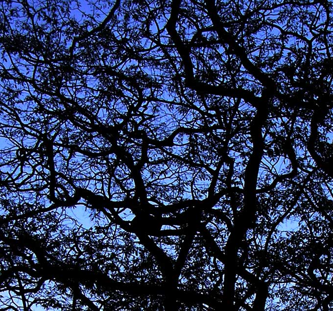 Tree in Leela Business Park