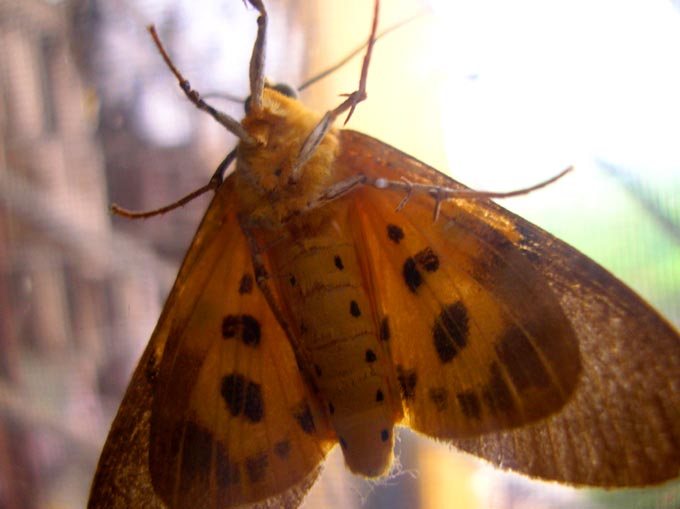 Got something expensive to eat?