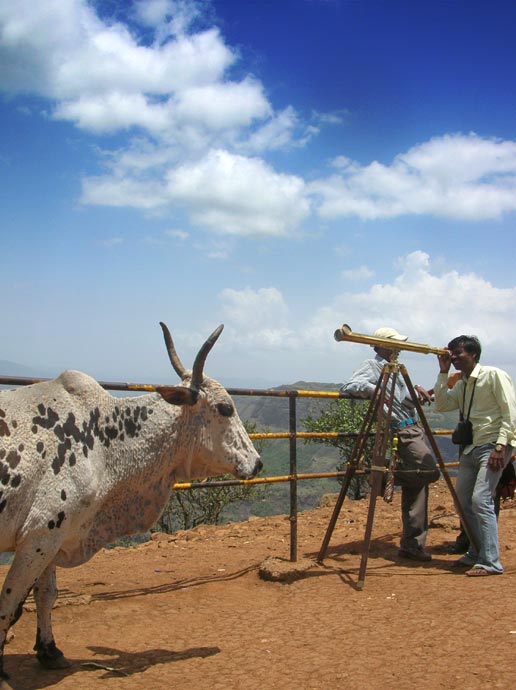 Yes, yes. I see a giant cow shaped structure