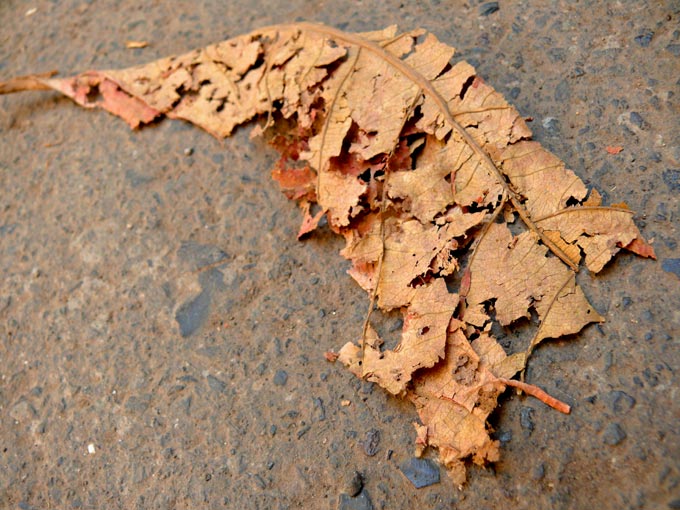 It's that time of the year again... - An image of a dry leaf from an almond tree | copyright Picturejockey : Navin Harish 2005-2007