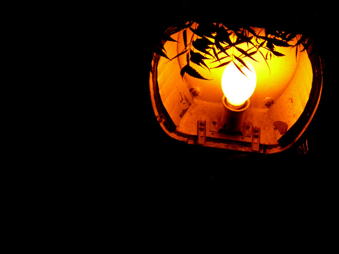 Street light - An image of streetlight in front of my home in Janak Puri, New Delhi  | copyright Picturejockey : Navin Harish 2005-2007