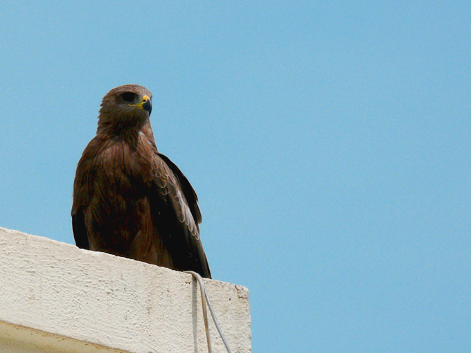 Observation deck - An image of a kite sitting on the roof of our building | copyright Picturejockey : Navin Harish 2005-2007