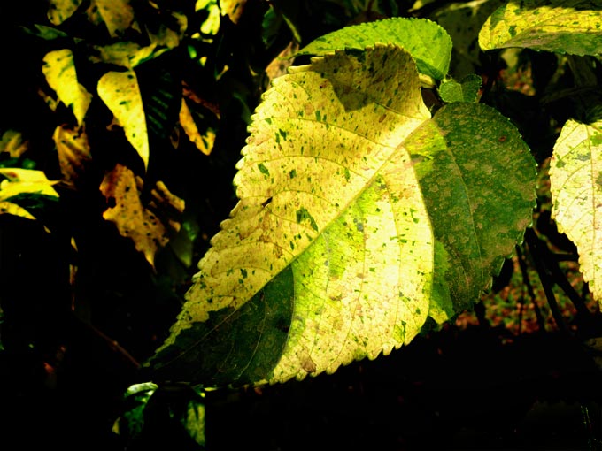 Zebra leaf plant - An image of a leaf with patches of dark and light green colours | copyright Picturejockey : Navin Harish 2005-2007