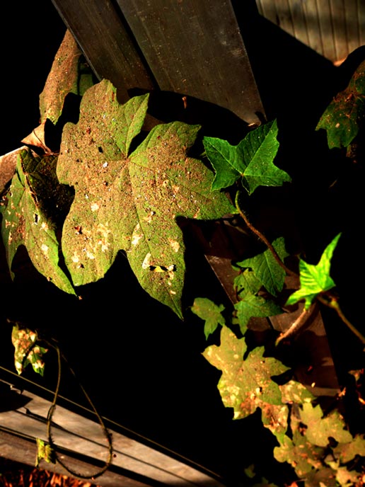 Abandoned...till the nature calls - An image of a door frame and a creeper growing on it in a park in Bombay | copyright Picturejockey : Navin Harish 2005-2007