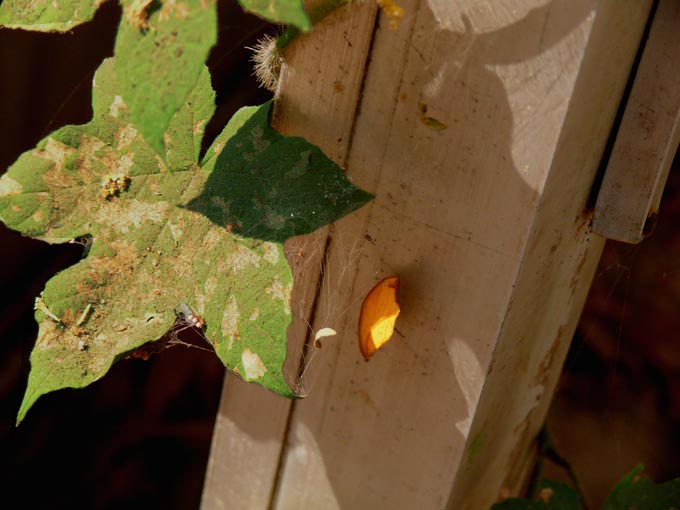 Best first or last? - An image of a creeper growing on a doorframe in a park in Andheri | copyright Picturejockey : Navin Harish 2005-2007