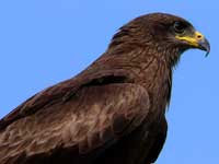 Eagle or Kite