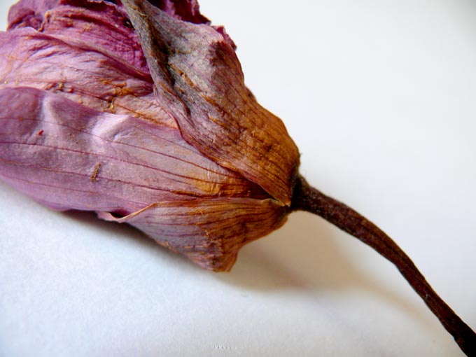 Lotus, our own Phoenix