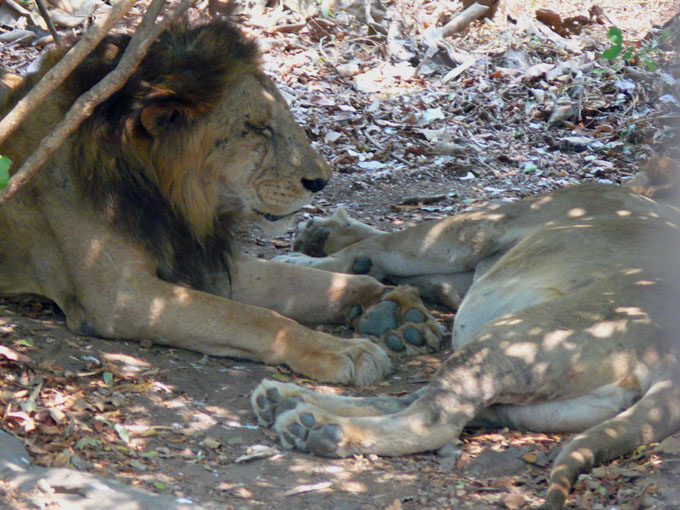 Go away, I am trying to have a nap - an image of two Lions in Sanjay Gandhi National Park, Borivali, Mumbai | copyright Picturejockey : Navin Harish 2005-2007
