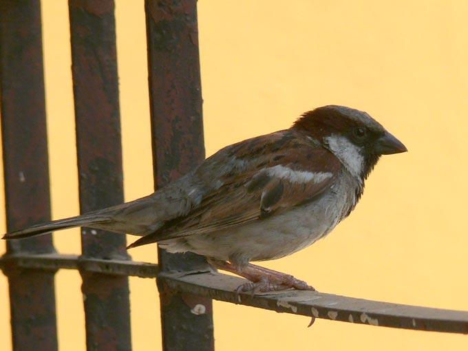 That's the toilet bowl, not the bath tub you fool - an image of a sparrow, a common bird in India | copyright Picturejockey : Navin Harish 2005-2007