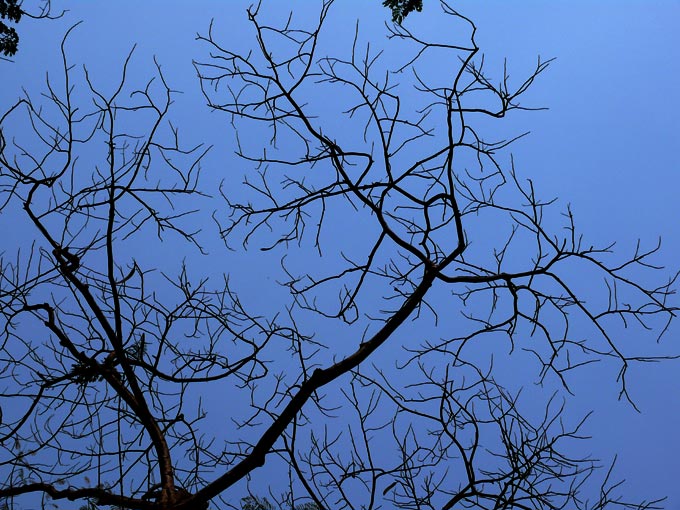 Exposed - An image of dry tree in Sanjay Gandhi National Park, Borivali, mumbai | copyright Picturejockey : Navin Harish 2005-2007