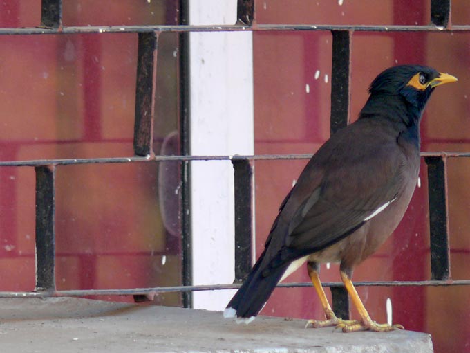 Photobloggies 2007 - An image of a brown bird sitting at the window | copyright Picturejockey : Navin Harish 2005-2007