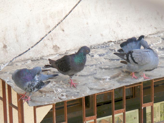 Now this is one hell of a tan - An image of three pigeons, one dark and two light  | copyright Picturejockey : Navin Harish 2005-2007
