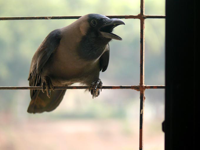 Hey! You didn't ask for my permission - An image of a crow sitting in my kitchen window asking for a biscuit | copyright Picturejockey : Navin Harish 2005-2007