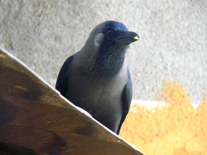 Eat in or take away? - An image of a crow who has been visiting our house everyday for the last three years looking for a biscuit | copyright Picturejockey : Navin Harish 2005-2007