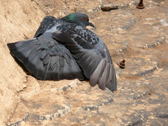 Soaking up sun - An image of a pigeon sitting on the window of my neighbour soaking up in sun | copyright Picturejockey : Navin Harish 2005-2007