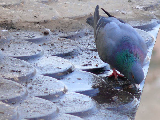 Air conditioner or water cooler - An image of a pigeon drinking water dropping from an air conditioner | copyright Picturejockey : Navin Harish 2005-2007