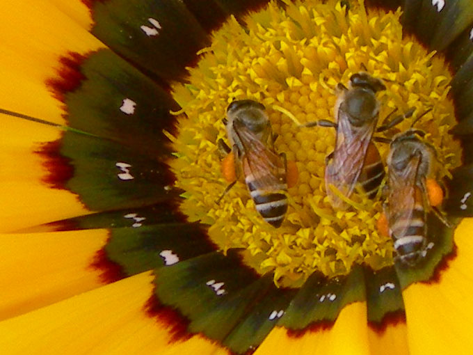 Click here for bigger version. Terrace Garden - An image of bees on a flower in my brother's terrace garden in New Delhi | copyright Picturejockey : Navin Harish 2005-2007