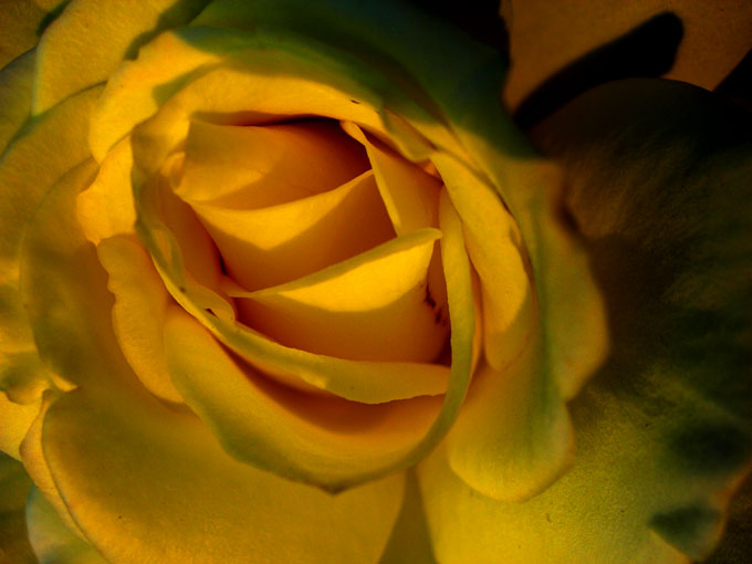 Click here for bigger version. Guest photographer week : A Yellow Rose - An image of a yellow rose in my brother's terrace garden in New Delhi | copyright Picturejockey : Navin Harish 2005-2007