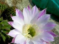 Guest photographer week : Cactus