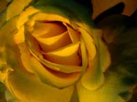 Guest photographer week : A Yellow Rose