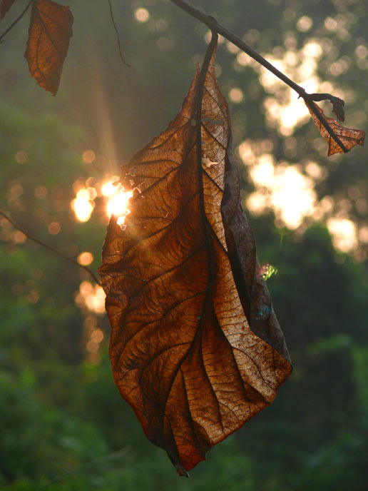 Hanging by the last thread - An image of a dry leaf aginst the backdrop of the sun | copyright Picturejockey : Navin Harish 2005-2007