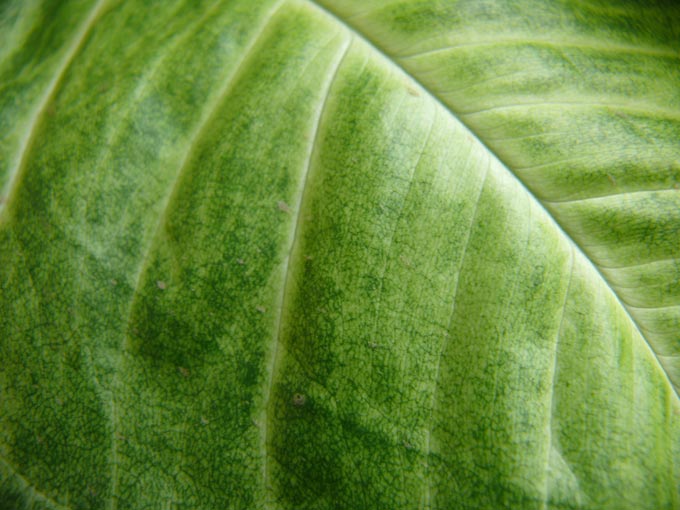 Leaf - A close up of a leaf | copyright Picturejockey : Navin Harish 2005-2007