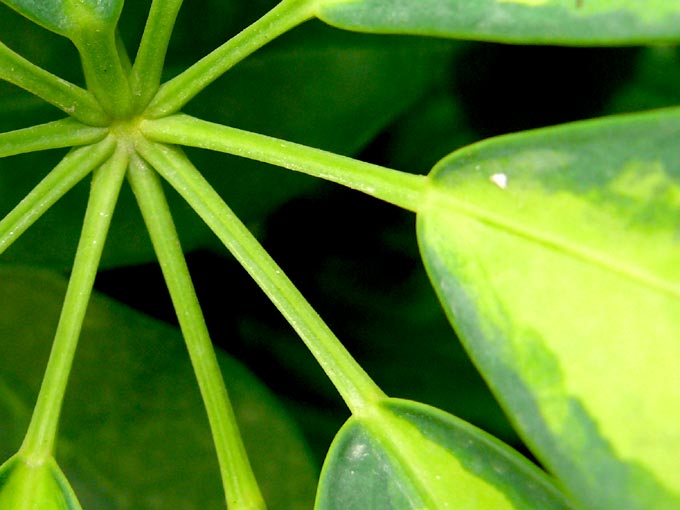 Good Luck? - A close up of leaves | copyright Picturejockey : Navin Harish 2005-2007 Good Luck? - A close up of leaves | copyright Picturejockey : Navin Harish 2005-2007