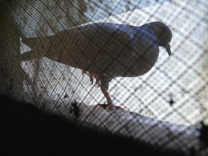 All this for my soul-mate - An image of a pigeon standing on one foot in my bathroom window | copyright Picturejockey : Navin Harish 2005-2007